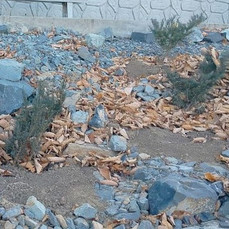 Неизвестные похитили можжевельники из сквера на Ватутина