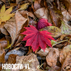 Сегодня во Владивостоке до +7 °С