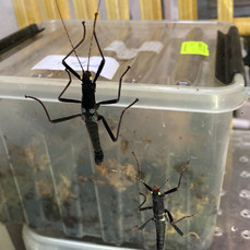 Коллекцию Приморского океанариума пополнили пять экзотических видов палочников