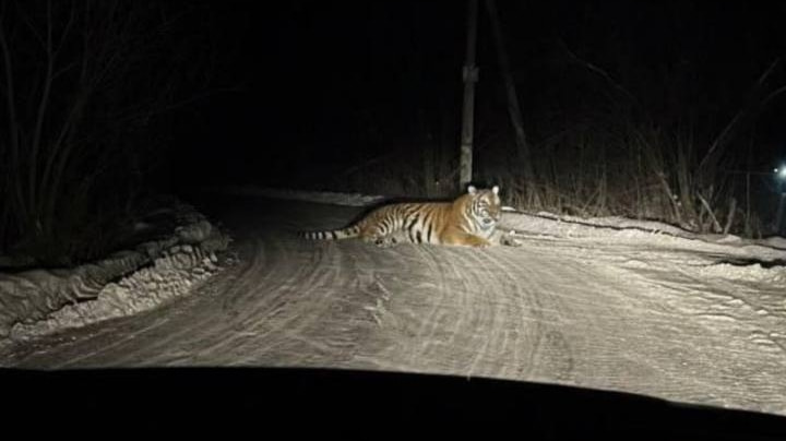 Новости к завтраку: нашумевшее фото тигра под Хабаровском объявлено провокацией