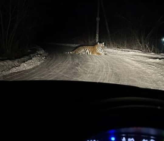Новости к завтраку: нашумевшее фото тигра под Хабаровском объявлено провокацией