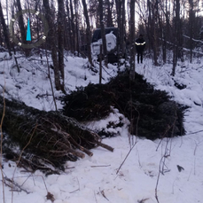 На севере Приморья незаконно спилили более 200 ёлок к Новому году