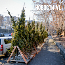 Дума Владивостока попросила краевых коллег увеличить штрафы за нелегальную торговлю цветами и ёлками