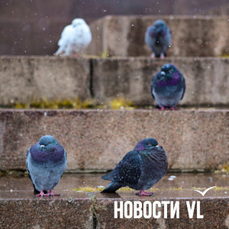 Сегодня во Владивостоке до +5 °С, вечером небольшой дождь