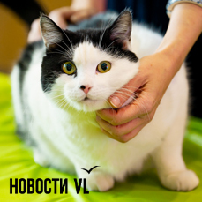 Четверть века добра: фонд &laquo;Друг&raquo; отметил юбилей выставкой кошек (ФОТО)