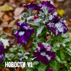 Во Владивостоке вечером возможен дождь со снегом