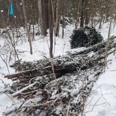 На севере Приморья обнаружили новую незаконную вырубку ёлок и пихт к Новому году
