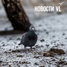 Сегодня во Владивостоке до -4 °C