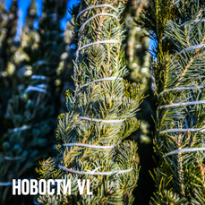 &laquo;Самые ходовые за 5000 рублей&raquo;: во Владивостоке уже продают живые ёлки с доставкой 