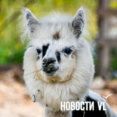 В парке Минного городка приостановят ремонт, чтобы открыть новогоднюю площадку и выставку альпак