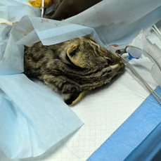 В центре &laquo;Тигр&raquo; прооперировали дальневосточного лесного кота со сломанной лапой