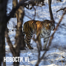 В Андреевке будут отлавливать тигра, который бродит у села