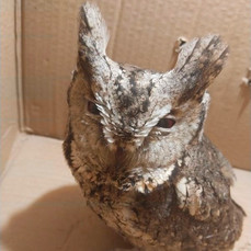 В приморском центре &laquo;Тигр&raquo; новый пациент – ошейниковая совка с ЧМТ