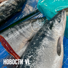 Рыба, молоко и хлеб возглавили топ подорожавших продуктов в Приморье в 2025 году