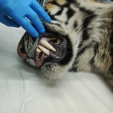 На отловленного у Барабаша тигра наденут спутниковый ошейник и выпустят в тайгу