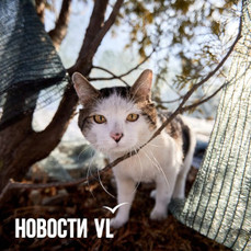 Сегодня во Владивостоке потеплеет до -5 °С