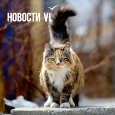 Сегодня во Владивостоке днём до -4 °С