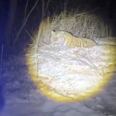 В Пожарском районе поймали конфликтного тигра