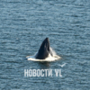 Кит в Золотом Роге — newsvl.ru