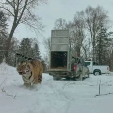 Тигра, пойманного в Надеждинском районе, вернули в дикую природу