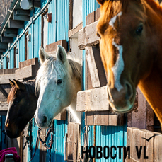 &laquo;Это моё призвание&raquo;: как живут во Владивостоке лошади и люди, для которых лошади  это жизнь