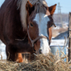 Лошадь ест сено и греется тем самым — newsvl.ru