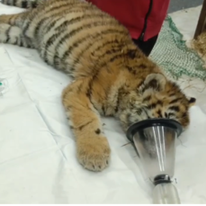 Спасённые в Тернее два тигрёнка прошли медосмотры и поселились в ребцентре минимум до весны