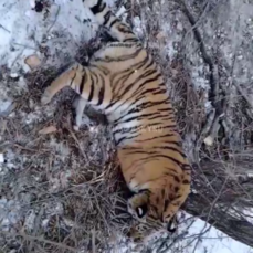 В Андреевке отловили амурского тигра, это четвёртый с начала года пойманный в Приморье хищник