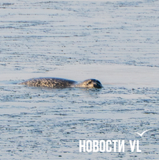 Температура в Приморье опустилась ниже климатической нормы на 2-6 градусов