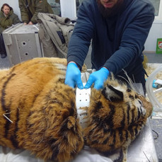 Двух амурских тигров, которых поймали с разницей в один день в Андреевке, выпустили в дикую природу