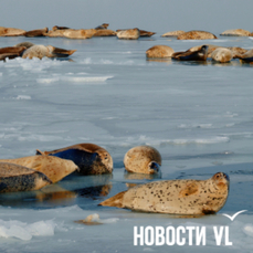 Сегодня во Владивостоке до -15 °C