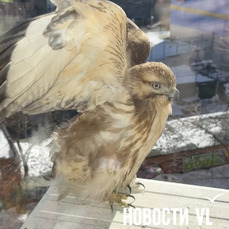 Сравнительно мягкий климат и достаточно пищи: почему в Приморье все чаще встречают диких птиц