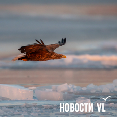 Последняя неделя января во Владивостоке будет морозной и с ветром