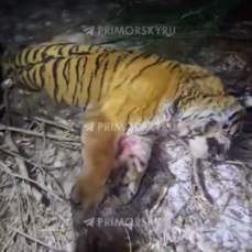 Ещё двух тигров отловили в воскресенье на юге Приморья – итого уже семь с начала года