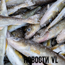 Корюшки нет, камбала мельчает, навага привередничает: что происходит с зимней рыбалкой в Приморье