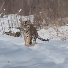 Одного и того же амурского тигра поймали в Приморье дважды за две недели