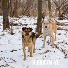 Администрация Партизанска должна возместить 30 000 рублей ребёнку, которого укусила бездомная собака