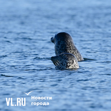 Сегодня во Владивостоке ветрено и до -9 °С