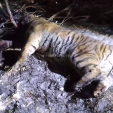 Восьмого с начала года амурского тигра отловили в Приморье