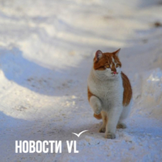 Сегодня во Владивостоке снег