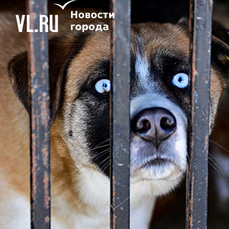 На содержание отловленных во Владивостоке агрессивных собак выделяют 8,8 млн рублей