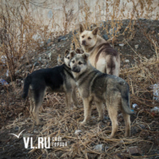 В Артёме бездомная собака напала на школьника