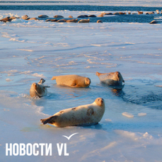 Во Владивостоке сегодня ветрено и до -12 °C