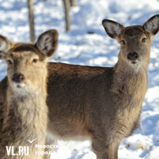 На юге Приморья стартовал учёт кормовой базы тигров и леопардов с вертолёта