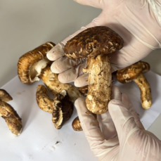 В Приморье китаец получил 2,5 года колонии за сбор краснокнижных грибов