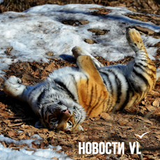 В Ольгинском районе ловят тигра, который убил собаку и лошадь