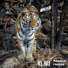 В Приморье обнаружили убитого тигра – заведено уголовное дело