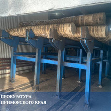 Работница лесоперерабатывающего предприятия в Рощино погибла после того, как на неё упало бревно