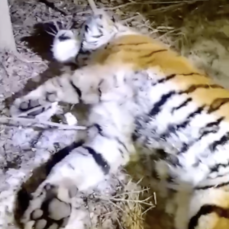 В Приморье отловили девятого с начала года тигра