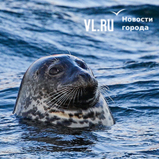 Сегодня во Владивостоке без осадков и до -1 °C